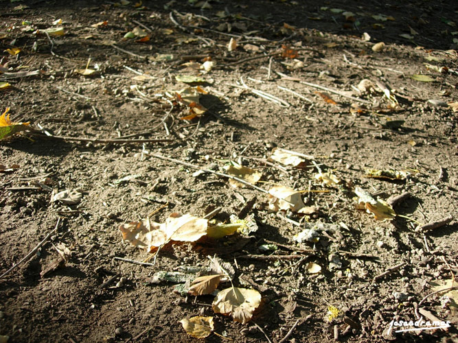 Foto de El Bosque (Cádiz), España