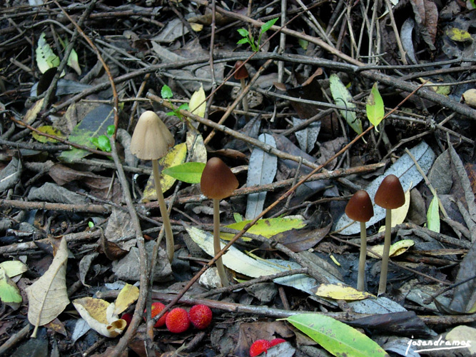 Foto de El Bosque (Cádiz), España