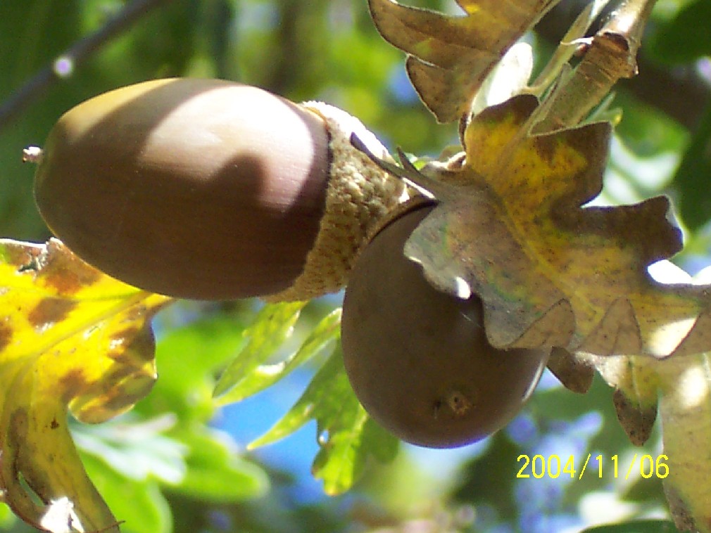 Foto de Montejo de la Sierra (Madrid), España