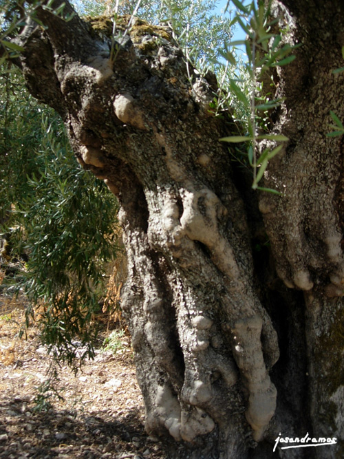 Foto de Zahara de la Sierra (Cádiz), España
