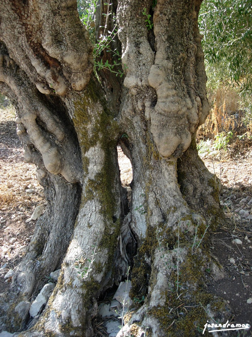 Foto de Zahara de la Sierra (Cádiz), España
