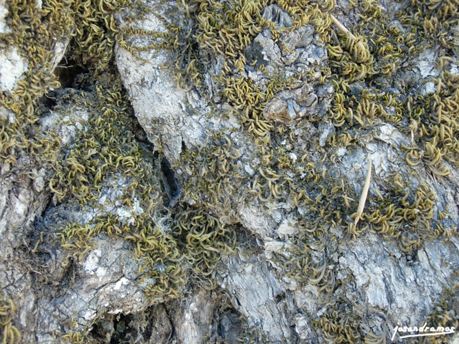 Foto de Zahara de la Sierra (Cádiz), España