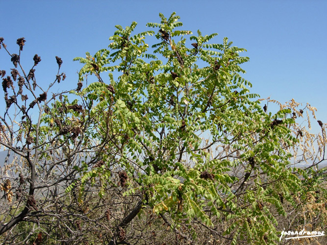 Foto de Zahara de la Sierra (Cádiz), España