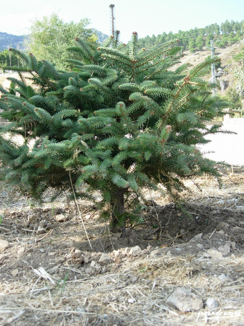 Foto de Grazalema (Cádiz), España