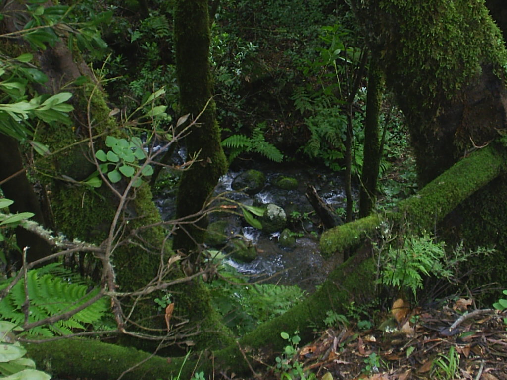 Foto de La Gomera (Santa Cruz de Tenerife), España