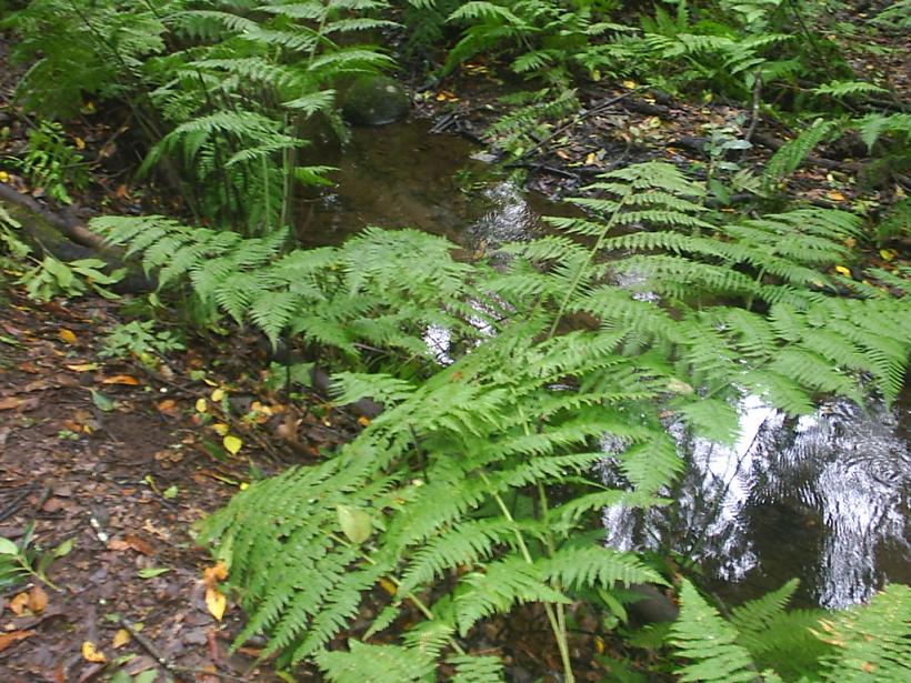 Foto de La Gomera (Santa Cruz de Tenerife), España