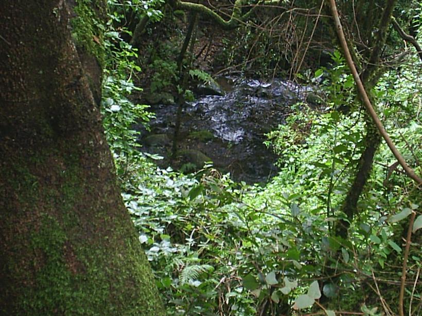 Foto de La Gomera (Santa Cruz de Tenerife), España