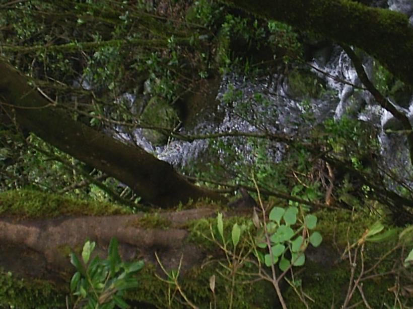 Foto de La Gomera (Santa Cruz de Tenerife), España