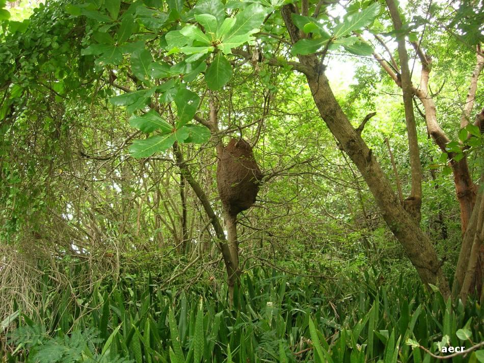 Foto de Fajardo, Puerto Rico