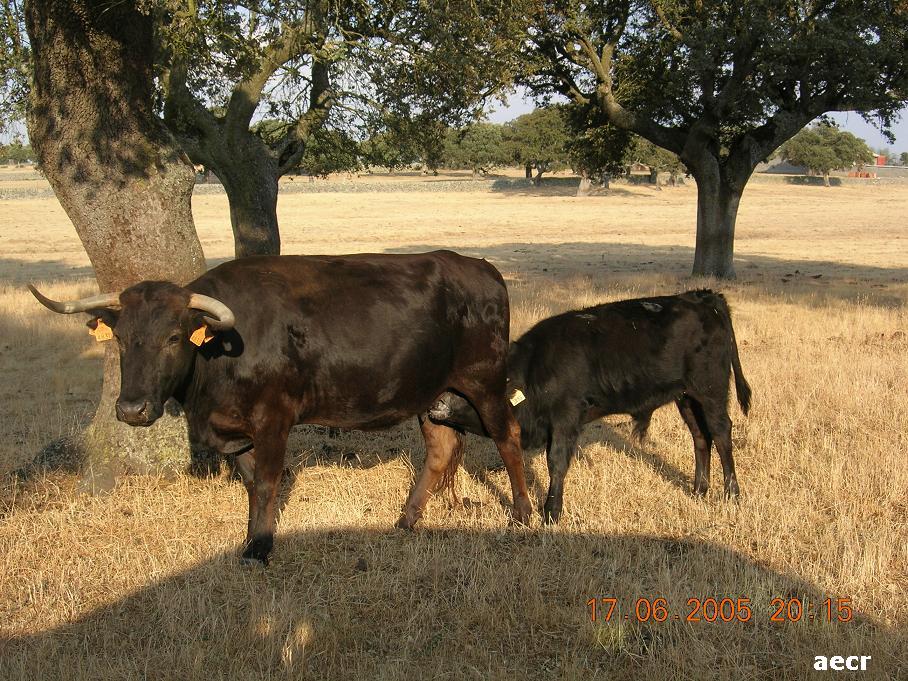 Foto de Ledesma (Salamanca), España