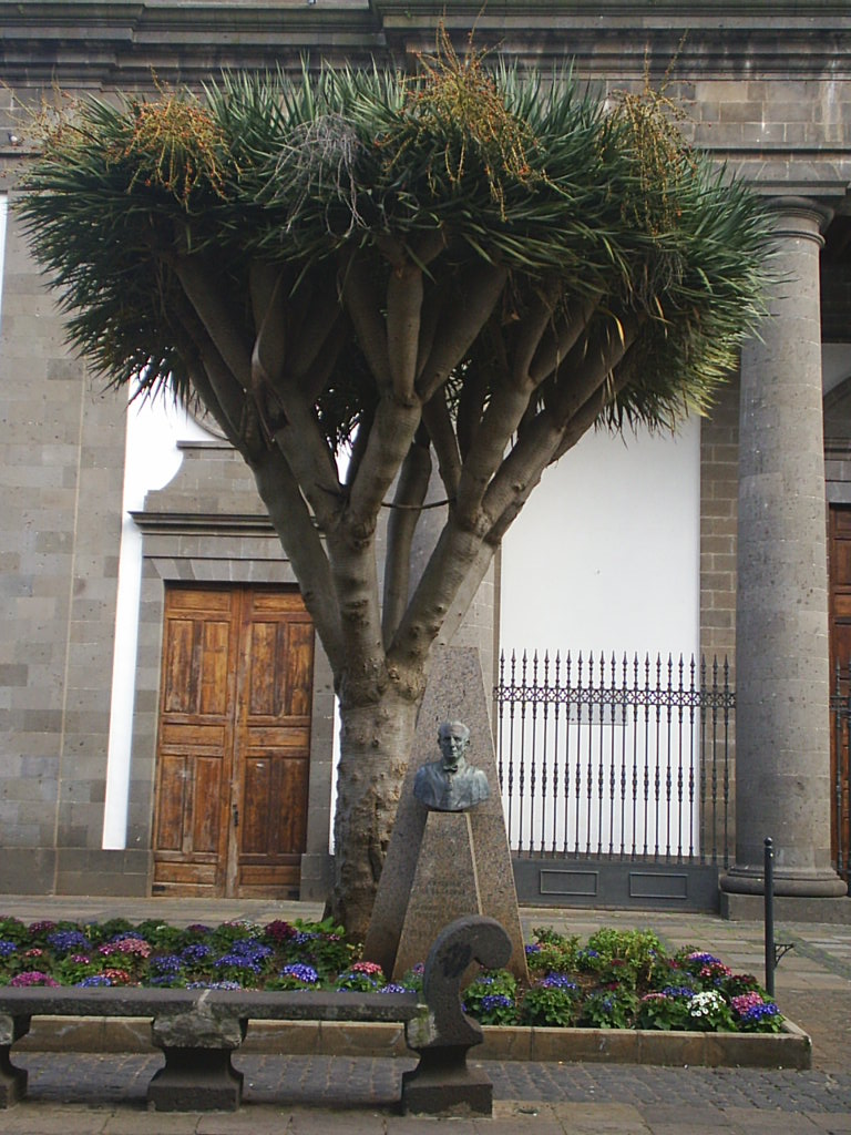 Foto de La Laguna (Santa Cruz de Tenerife), España