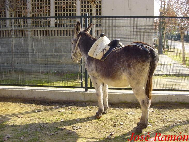 Foto de Jerez  de la Frontera (Cádiz), España