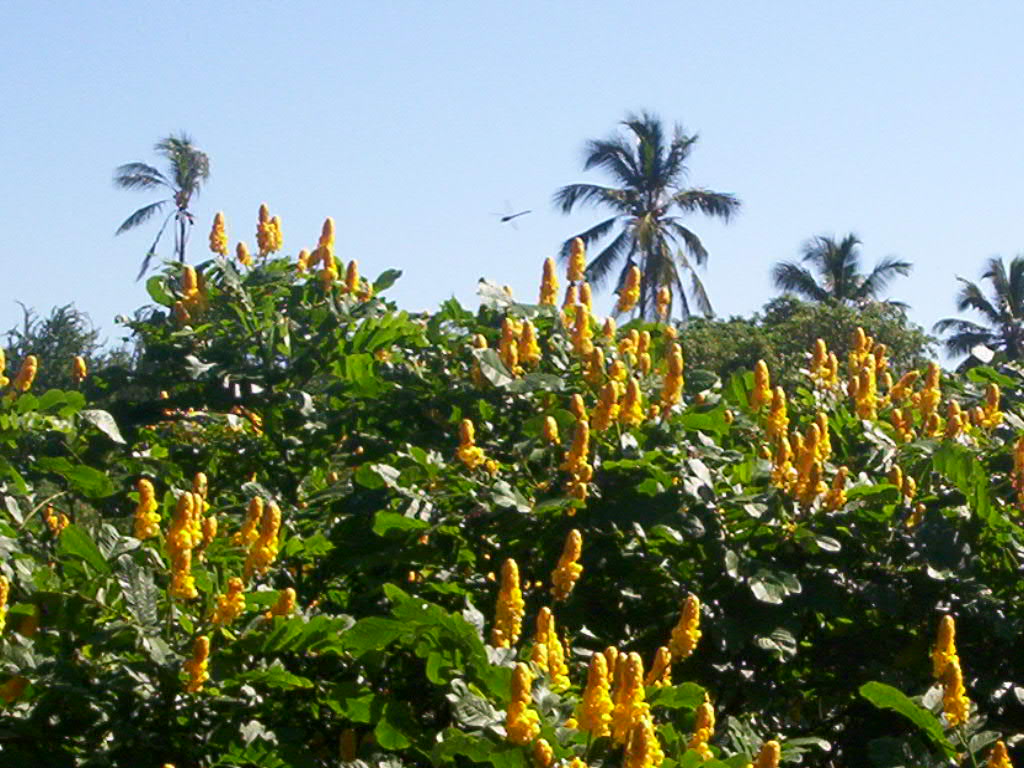 Foto de Bani, Boca Canasta, República Dominicana