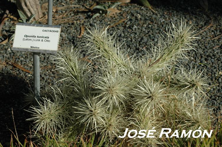 Foto de Jerez  de la Frontera (Cádiz), España