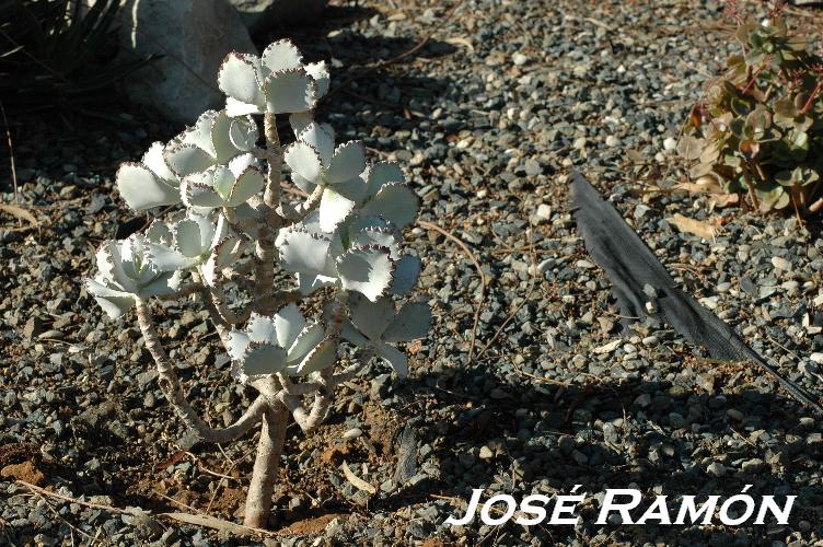 Foto de Jerez  de la Frontera (Cádiz), España