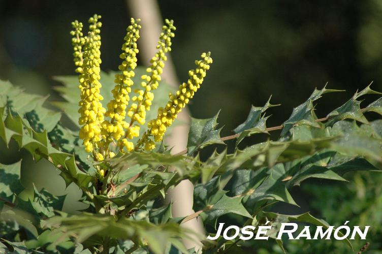 Foto de Jerez  de la Frontera (Cádiz), España