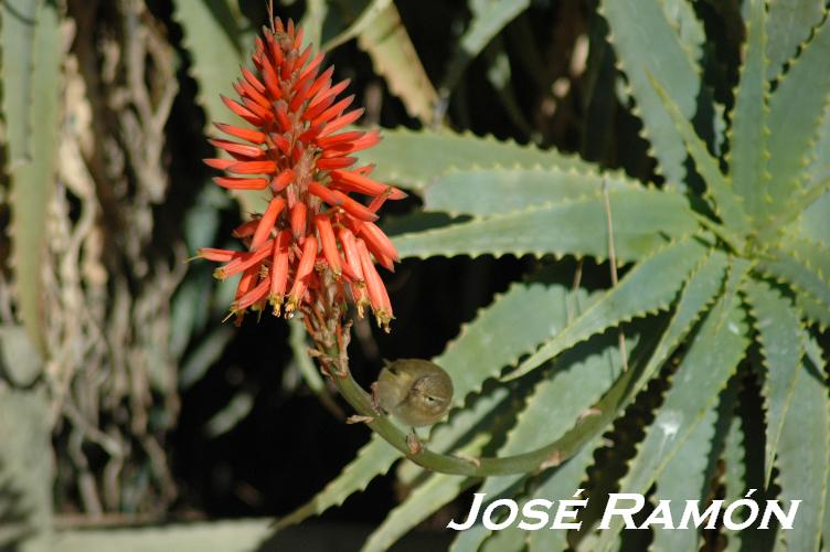 Foto de Jerez  de la Frontera (Cádiz), España