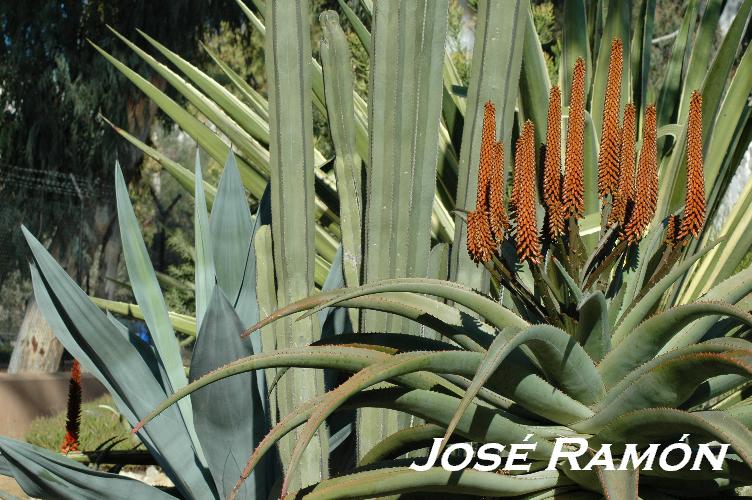 Foto de Jerez  de la Frontera (Cádiz), España