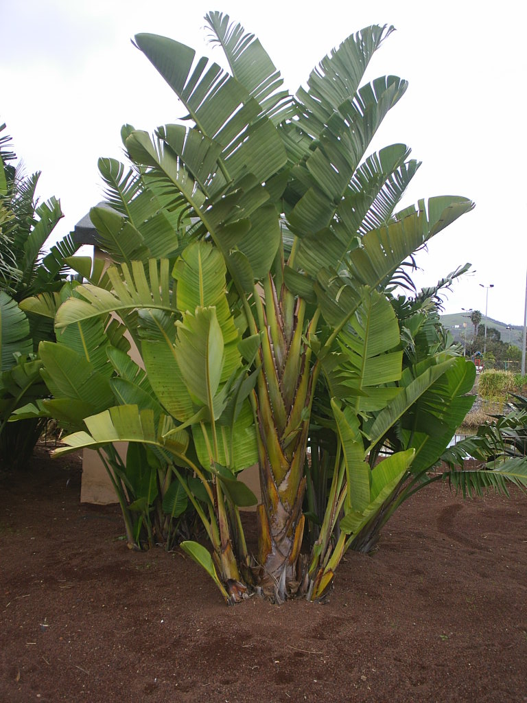 Foto de La Laguna (Santa Cruz de Tenerife), España