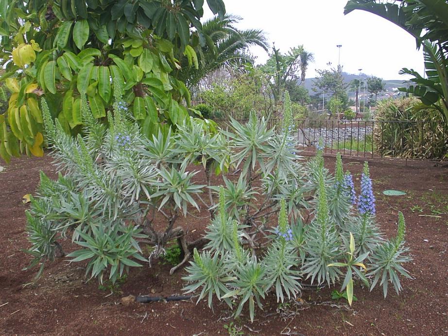 Foto de La Laguna (Santa Cruz de Tenerife), España