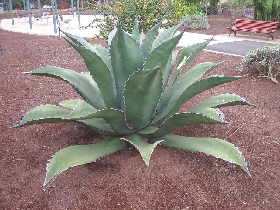Foto de La Laguna (Santa Cruz de Tenerife), España