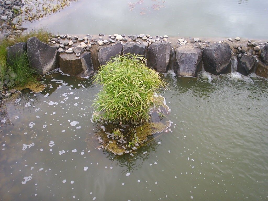 Foto de La Laguna (Santa Cruz de Tenerife), España