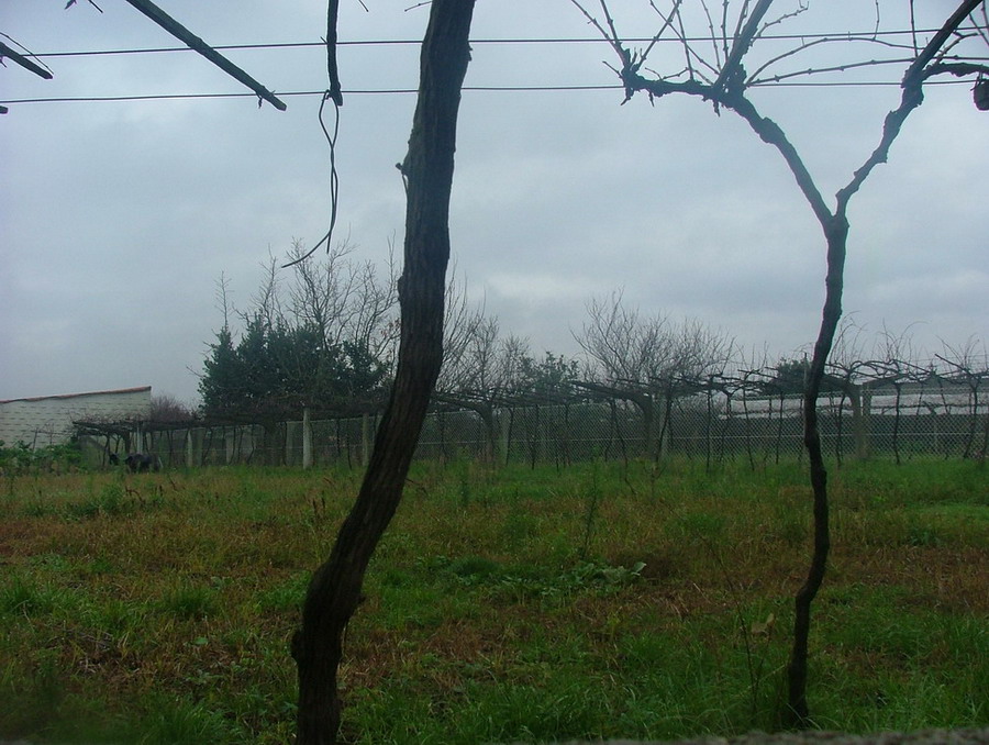 Foto de Tenerife (Santa Cruz de Tenerife), España
