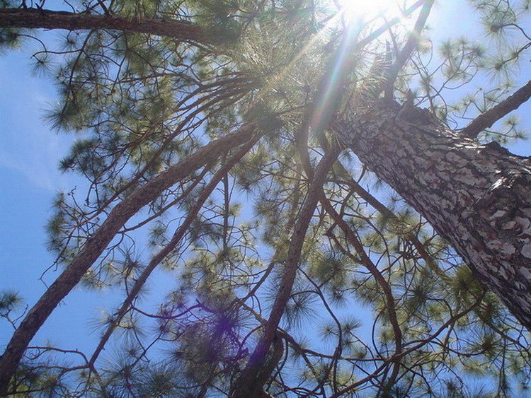 Foto de Tenerife (Santa Cruz de Tenerife), España