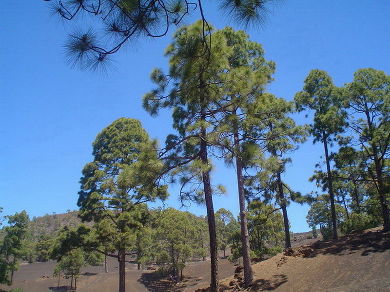Foto de Tenerife (Santa Cruz de Tenerife), España