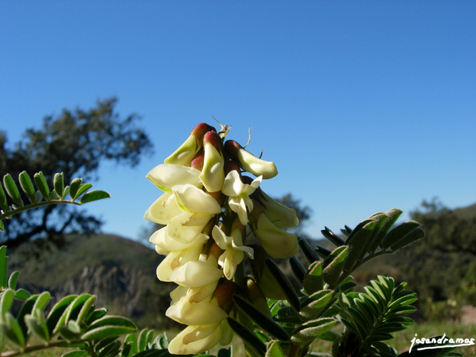 Foto de Guillena (Sevilla), España