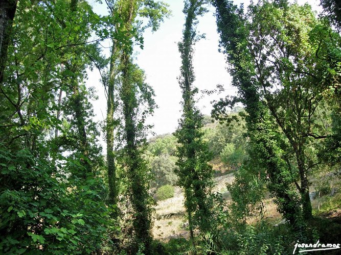 Foto de Benamahoma (Cádiz), España