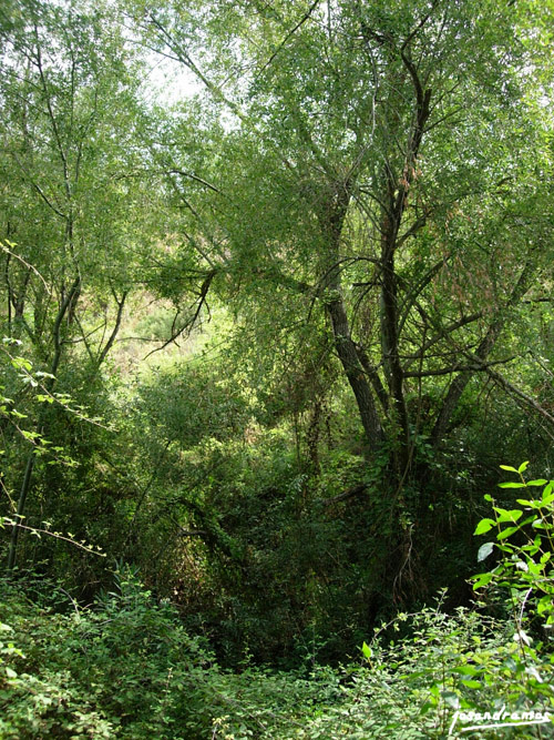 Foto de Benamahoma (Cádiz), España