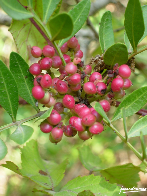 Foto de Benamahoma (Cádiz), España