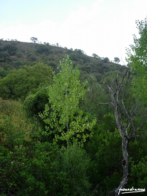 Foto de Benamahoma (Cádiz), España
