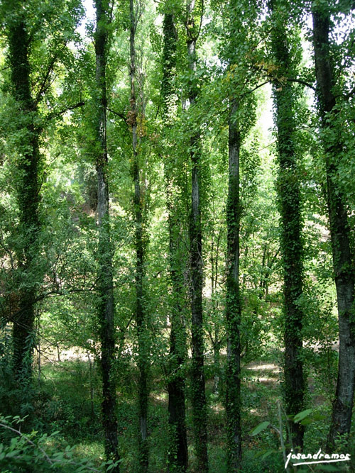 Foto de Benamahoma (Cádiz), España