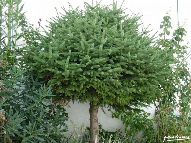 Foto de Benamahoma (Cádiz), España