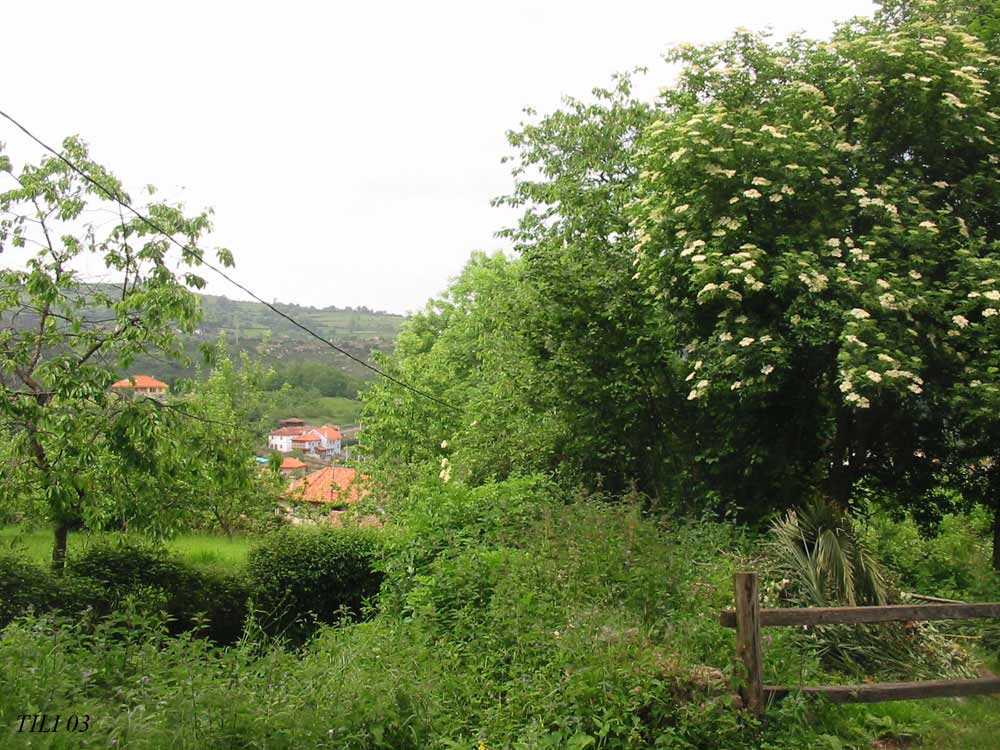 Foto de Figarines (Asturias), España