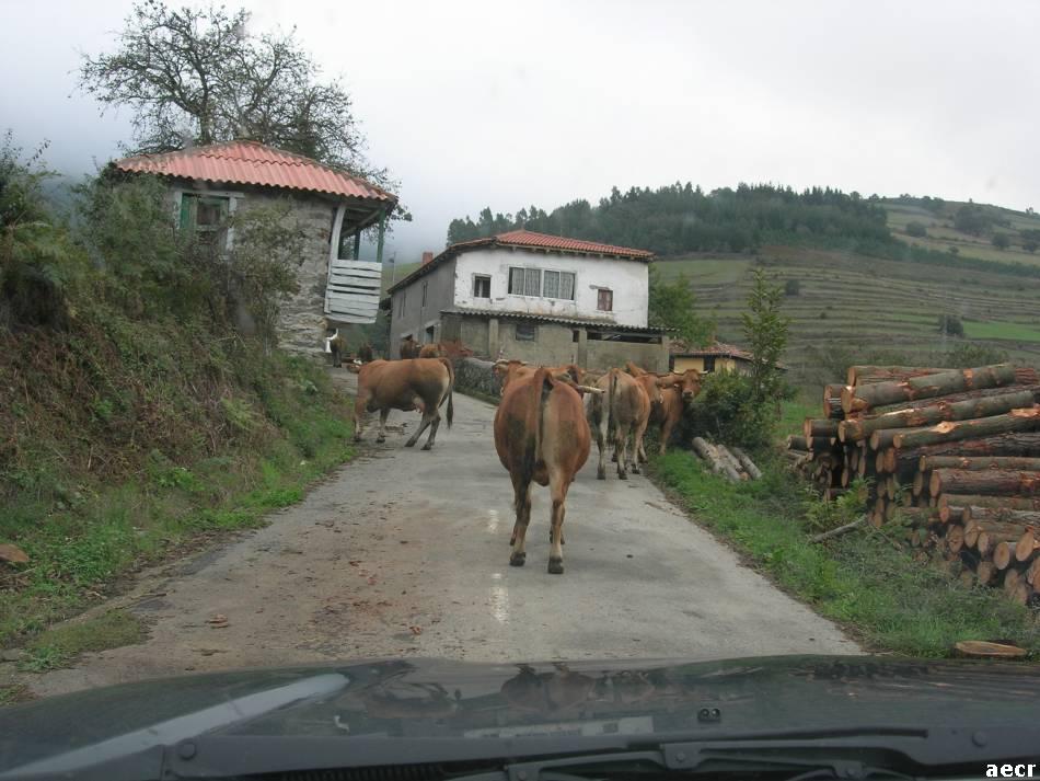 Foto de Allande (Asturias), España