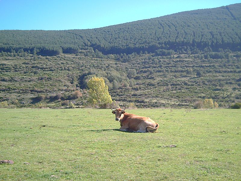 Foto de Cardaño (Palencia), España