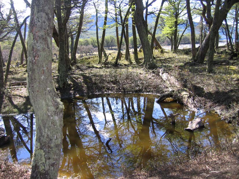 Foto de EL CALAFATE, Argentina