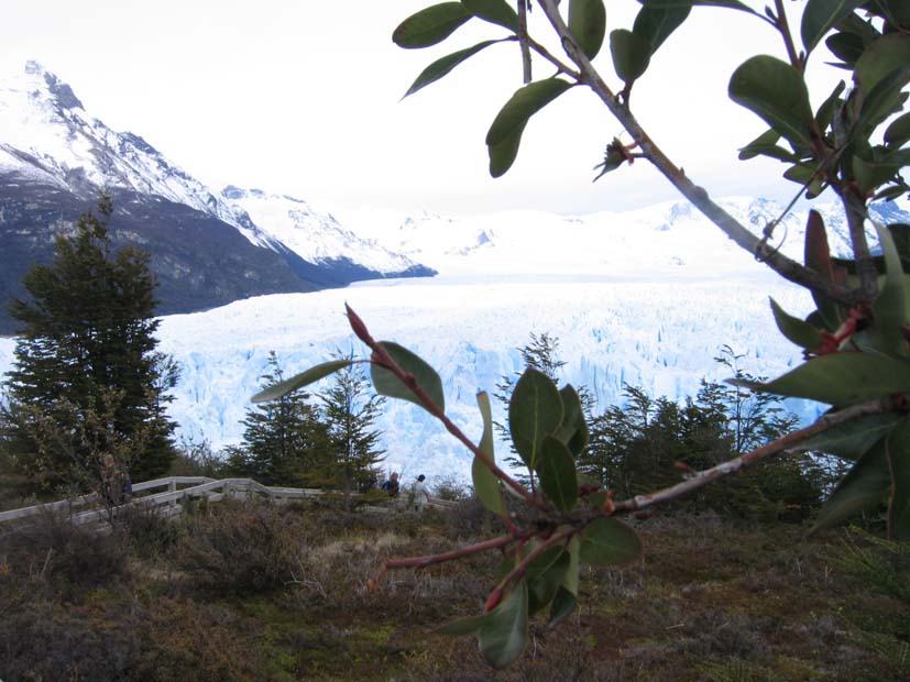 Foto de EL CALAFATE, Argentina