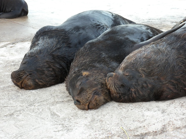 Foto de PUERTO DE PUNTA DEL ESTE, Uruguay