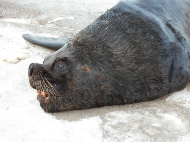 Foto de PUNTA DEL ESTE, Uruguay