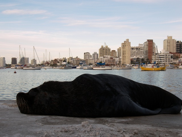 Foto de PUNTA DEL ESTE, Uruguay