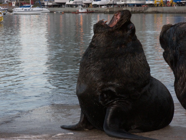 Foto de PUNTA DEL ESTE, Uruguay
