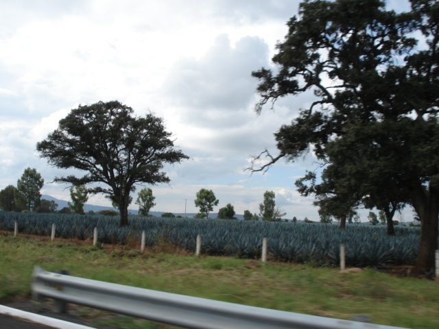 Foto de TEPATITLAN, JALISCO, MEXICO, México