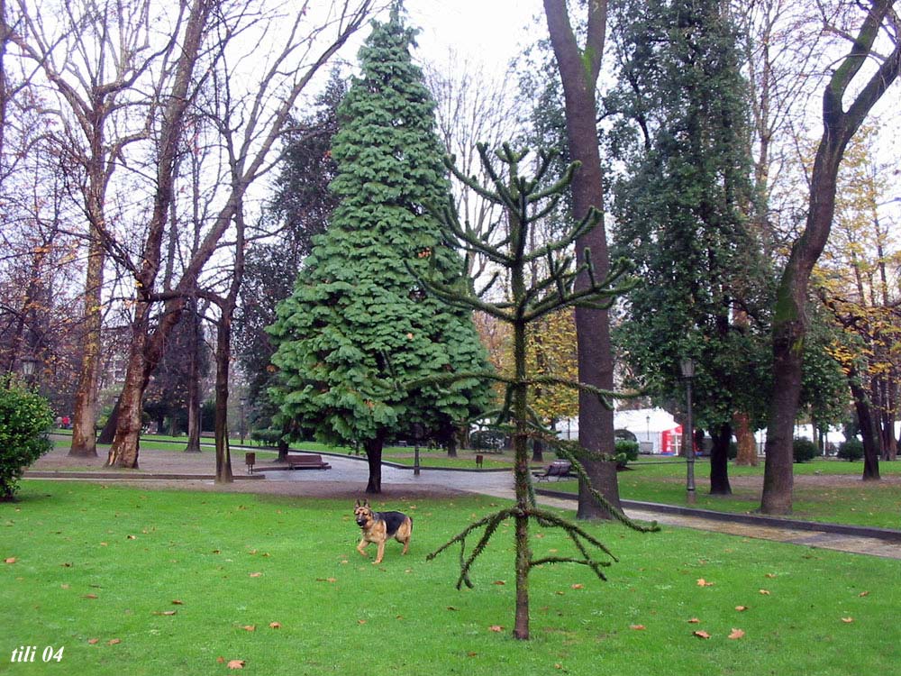 Foto de Oviedo (Asturias), España