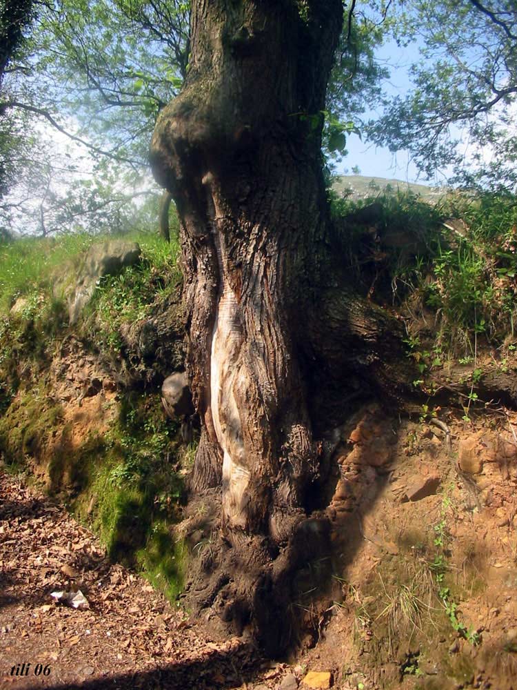 Foto de Oviedo (Asturias), España