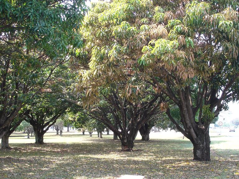 Foto de Brasilia, Brasil