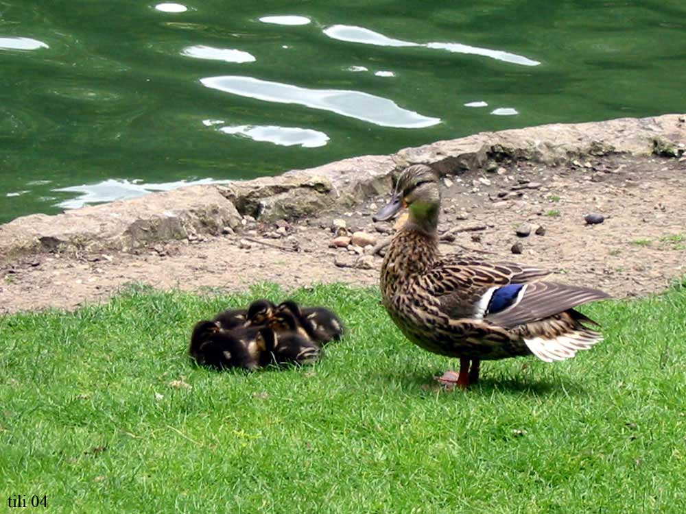 Foto de Oviedo (Asturias), España